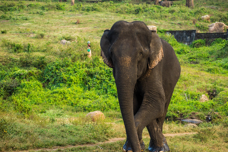Topslip Tourist Places - Pollachi | Parambikulam Resorts - Udumalai Frog Topslip Tourist Places - Pollachi | Parambikulam Resorts - Udumalai Frog